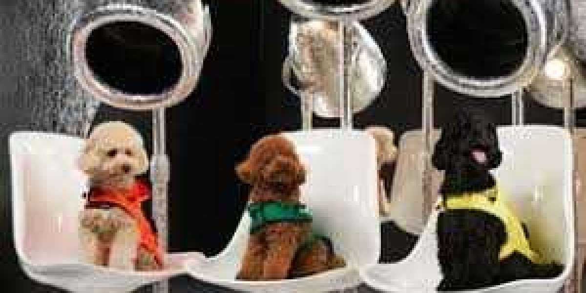 How to Make Your Balcony Safe and Fun for Dogs
